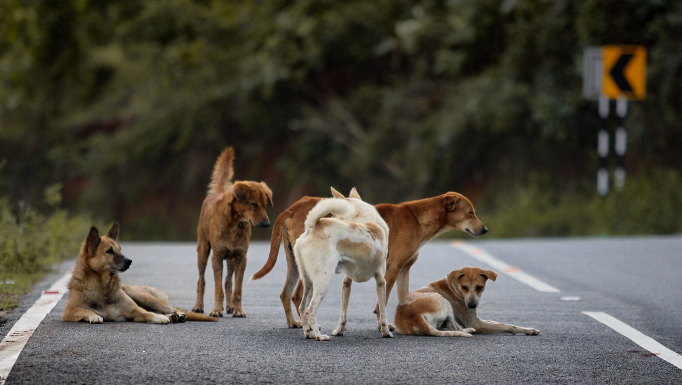 Stray Dog Menace Deepens in Rourkela; 2,600 Bite Cases Reported in Three Months
